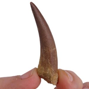 Zafarasaura oceanis
