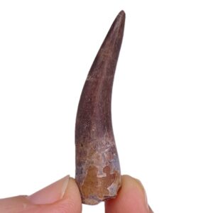 Zafarasaura oceanis