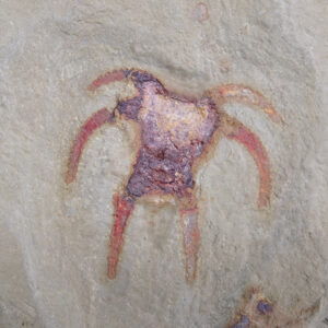 Furca mauritanica
