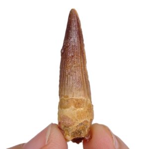 Spinosaurus aegyptiacus