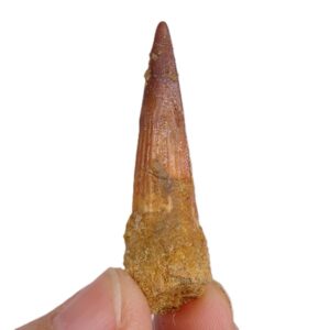 Spinosaurus aegyptiacus