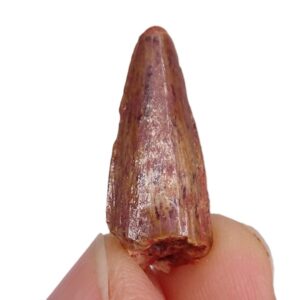 Spinosaurus aegyptiacus