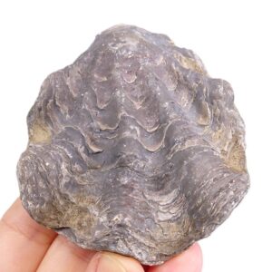 Nicaisolopha nicaisei