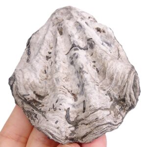 Nicaisolopha nicaisei