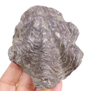 Nicaisolopha nicaisei
