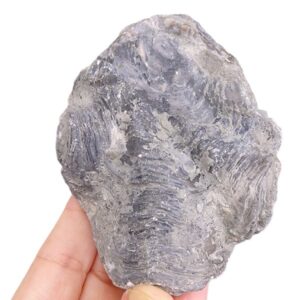 Nicaisolopha nicaisei