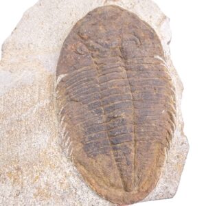 Eudolatites (Deloites) madeirensis