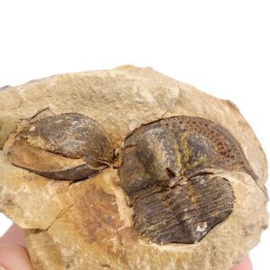 Onnia sp.