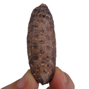 Equicalastrobus chinleana