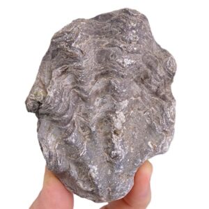 Nicaisolopha nicaisei