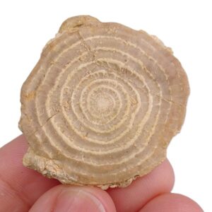 Assilina sp.