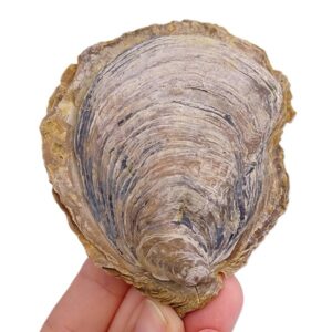 Ostrea (Ostrea) edulis lamellosa