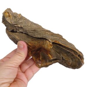 Ostrea crassissima