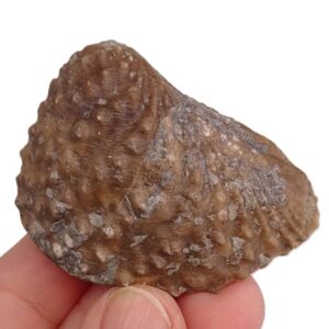 Myophorella lusitanica