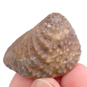 Myophorella lusitanica