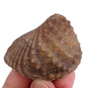 Myophorella lusitanica
