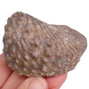 Myophorella lusitanica