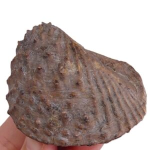 Myophorella lusitanica