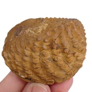 Steinmanella transitoria