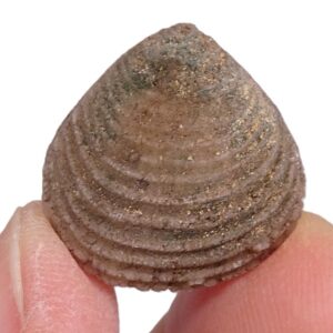 Laevastarte sp.