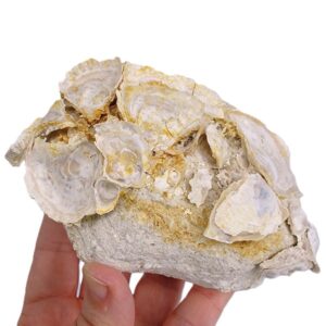 Ostrea digitalina