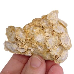 Ostrea digitalina
