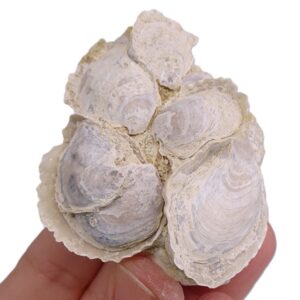 Ostrea digitalina
