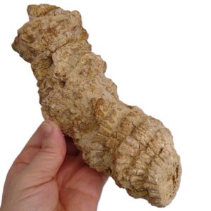Praeradiolites sp.