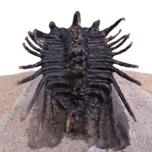 Koneprusia sp.  "nueva especie"