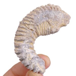 Rastellum (Arctostrea) carinatum