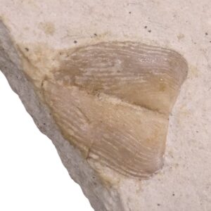 Lamellaptychus sp.