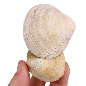 Glycymeris glycymeris