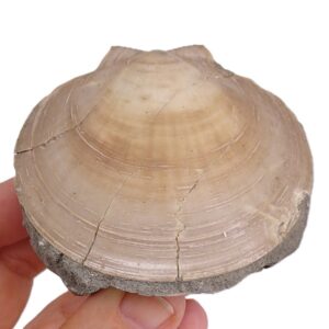 Amusium cristatum