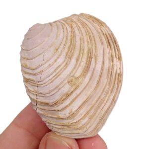 Circomphalus foliaceolamellosus