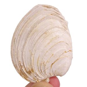 Circomphalus foliaceolamellosus