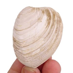 Circomphalus foliaceolamellosus