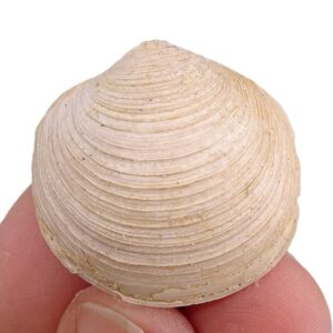 Dosinia (Pectunculus) orbicularis