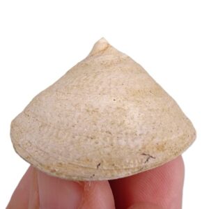 Calyptraea (Calyptraea) chinensis