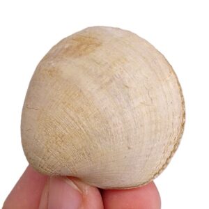 Glycymeris (Glycymeris) insubrica