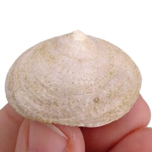 Calyptraea (Calyptraea) chinensis