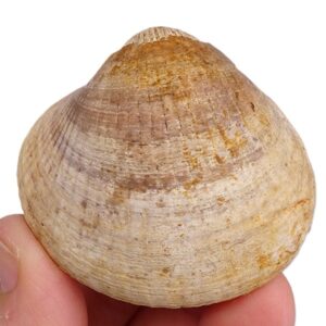 Glycymeris (Glycymeris) insubrica