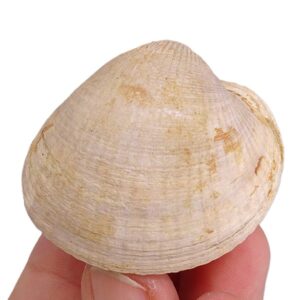 Glycymeris (Glycymeris) insubrica
