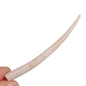 Dentalium (Antalis) vulgare