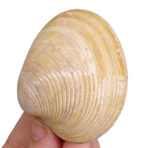 Callista italica