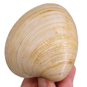 Callista italica