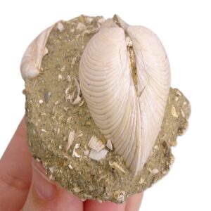 Callista italica