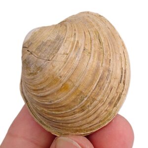 Pelecyora brocchii