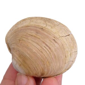 Pelecyora brocchii