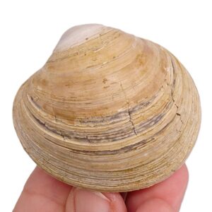 Pelecyora brocchii