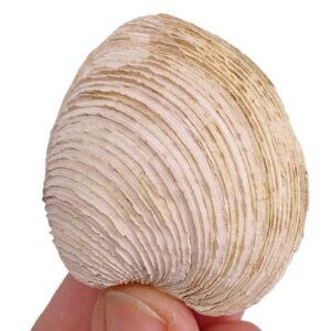 Venus multilamella